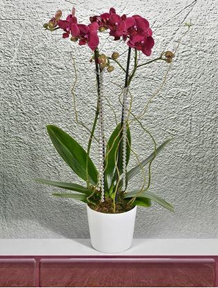 Resim Zarif Mor Orkideler